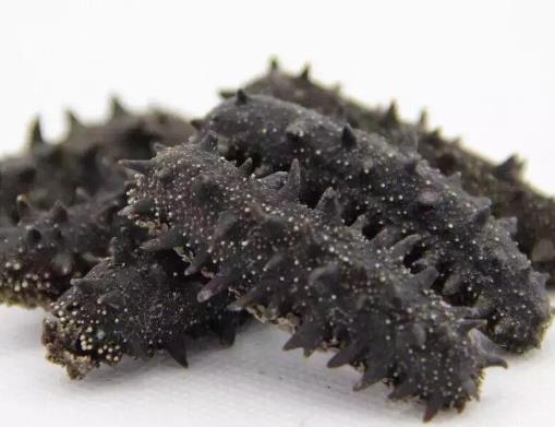 龙川专业海参回收商家报价