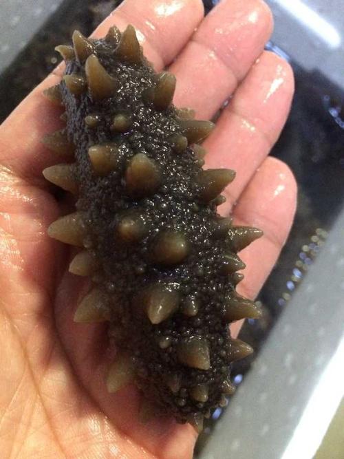 清溪海参回收-清溪回收海参价格