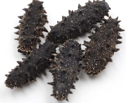 连平高价海参回收行情