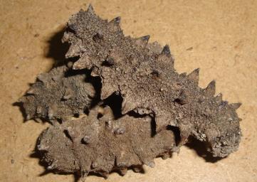 东源海参回收商家报价