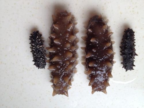 樟木头海参回收-樟木头哪里回收海参