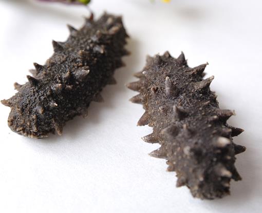 清远海参回收商家地址