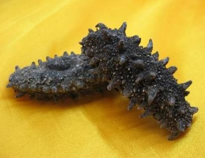 清远海参回收市场行情