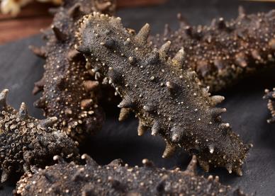 清远海参回收一斤什么价格