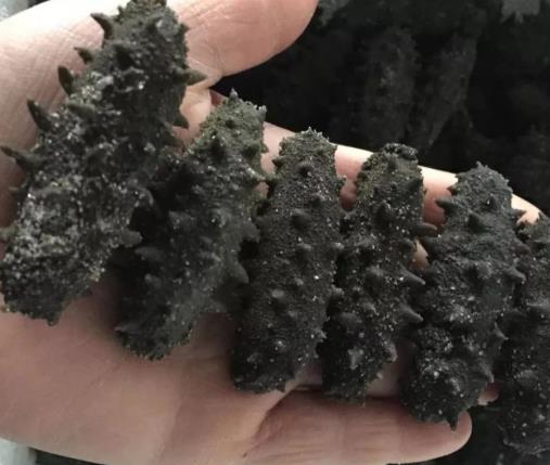 清城高价海参回收行情