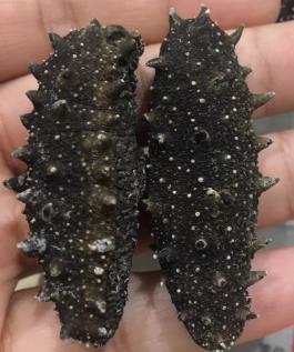 清城专业海参回收商家报价