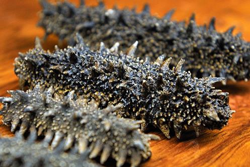 清城海参回收商家在哪