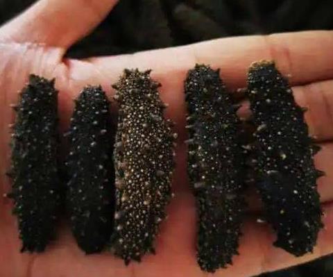 英德长期海参回收价格