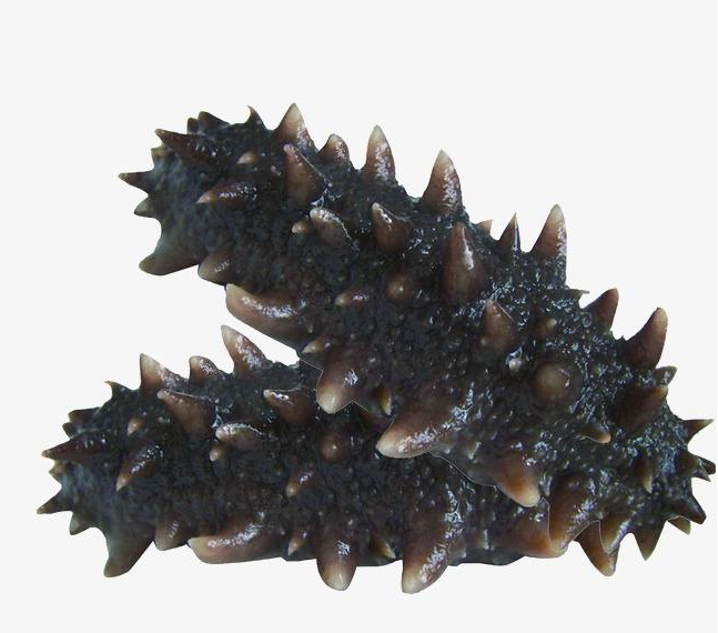 黄圃海参回收商家在哪里