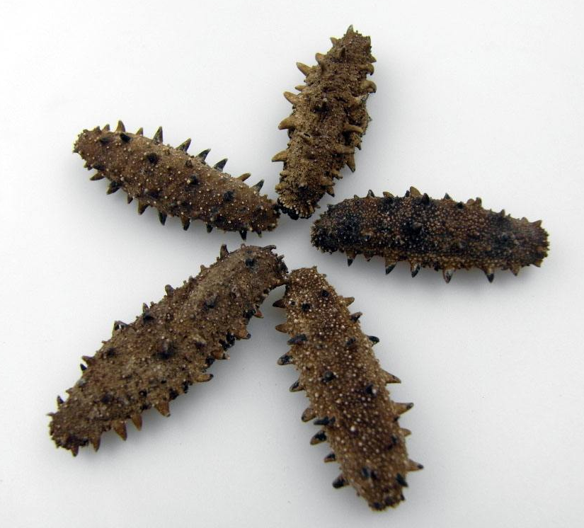 南头海参回收多少钱一斤