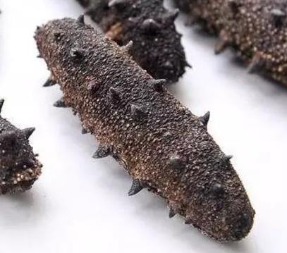 英德海参回收商家在哪