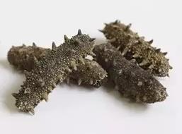 清新海参回收商家报价