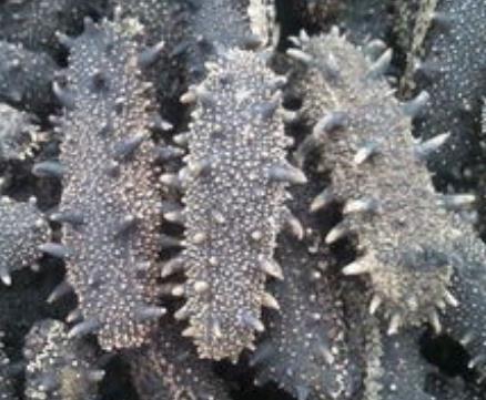 清新海参回收价格多少钱