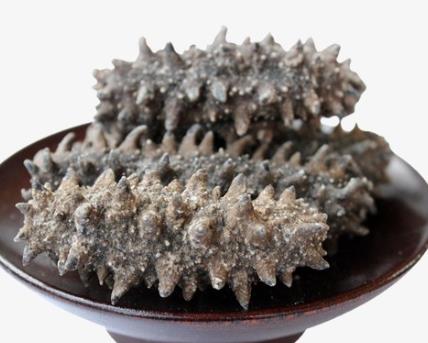 清新海参回收商家在哪