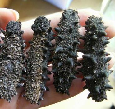 清新海参回收商家在哪