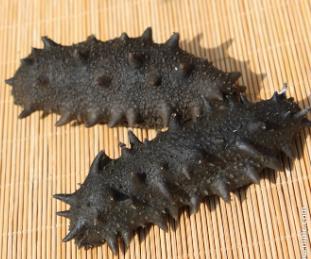 佛冈海参回收价格多少钱