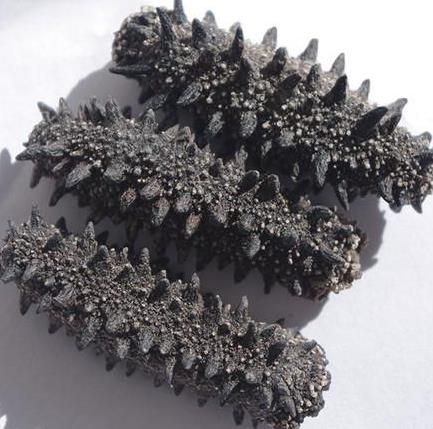 佛冈海参回收价格多少钱