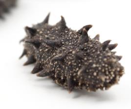 佛冈商家上门海参回收