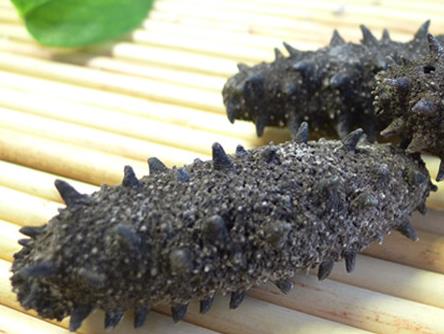 佛冈海参回收商家在哪