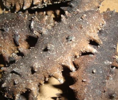 阳山长期海参回收价格