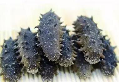 阳山海参回收商家报价