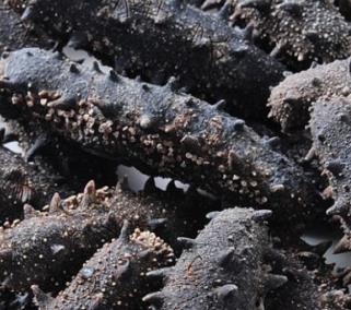 阳山海参回收价格多少钱