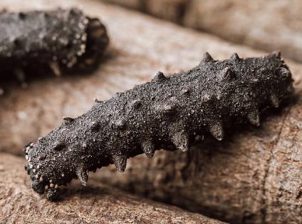 阳山海参回收商家在哪