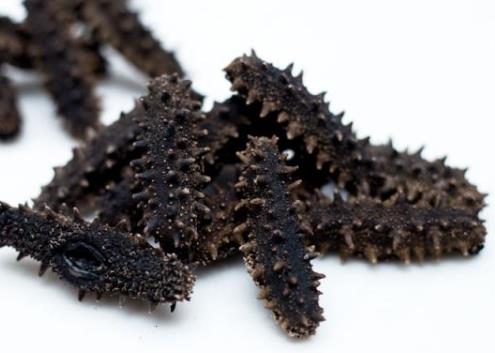 连山长期海参回收价格怎么样