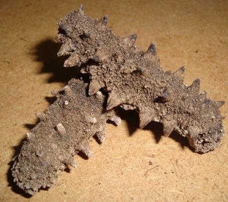 连山商家上门海参回收