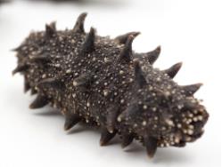 连州高价海参回收行情