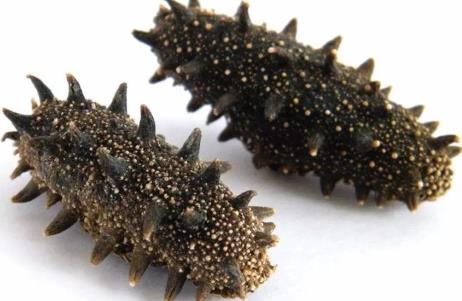 连州专业海参回收商家报价