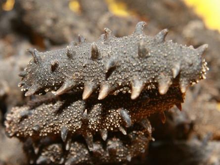 连州海参回收商家联系方式