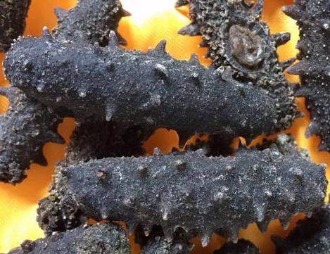 南头海参回收什么价格