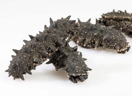 南头海参回收市场行情多少钱