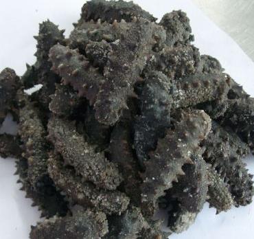 阜沙高价海参回收行情如何