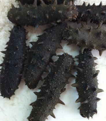 阜沙高价海参回收行情如何