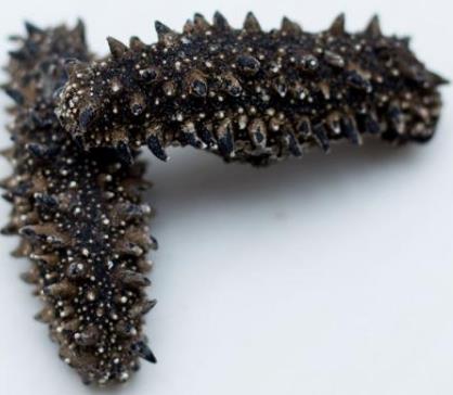 阜沙海参回收价格多少钱