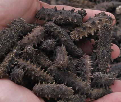 小榄高价海参回收行情怎么样