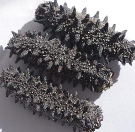 小榄商家上门海参回收价格