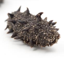 东升长期海参回收价格多少钱