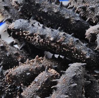 东升专业海参回收商家报价