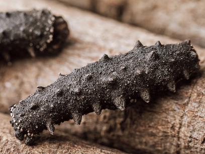 东升海参回收价格多少钱