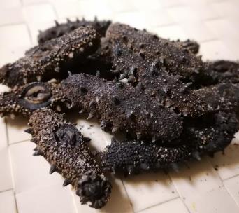 东升海参回收商家在哪