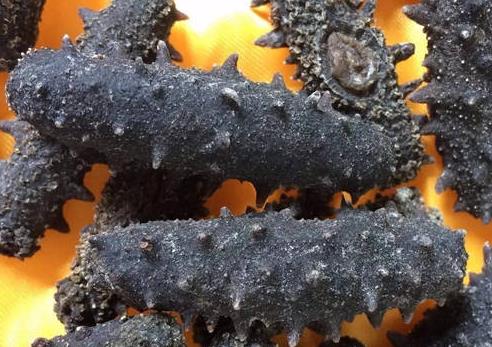 横栏海参回收商家在哪