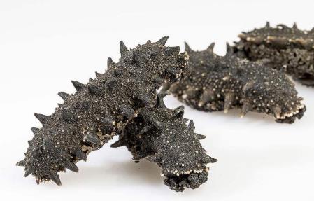 三角海参回收商家报价