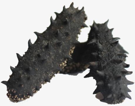 三角高价海参回收行情