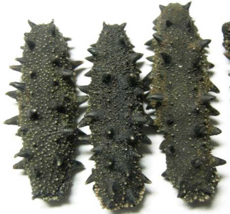 三角专业海参回收商家报价