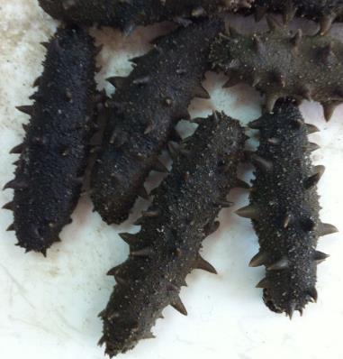 民众高价海参回收行情