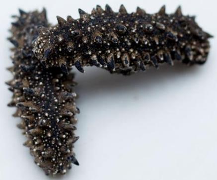 民众商家上门海参回收