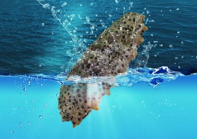 黄江海参回收多少钱一斤